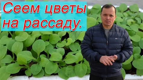 Первые посевы на рассаду. Что и как сеем первым. - YouTube