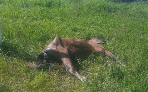 Cavalo abandonado amarrado e sinais de maus tratos é sacrificado em