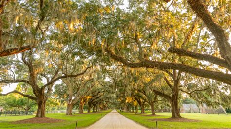 The Avenue Of Oaks At Boone Hall Experience Mount Pleasant