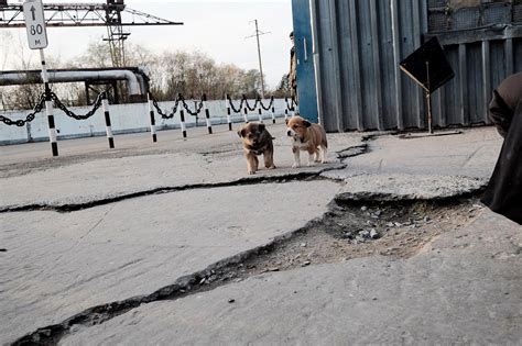 Que Sont Devenus Les Chiens De Tchernobyl GlobalGoodness