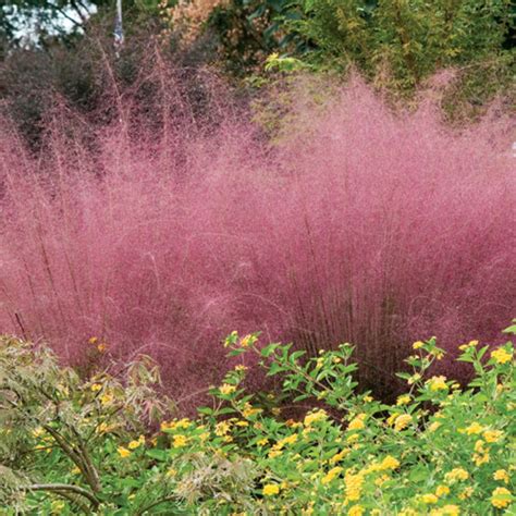 Pink Muhly Grass A Show Stopper