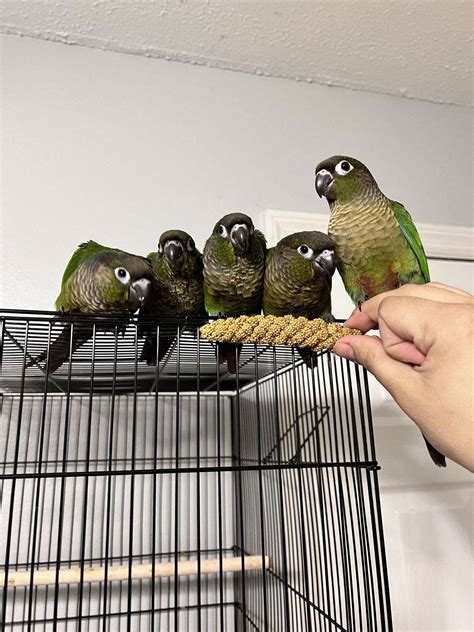 Ordering from metzer farm is surprisingly easy for first-time bird owners 15