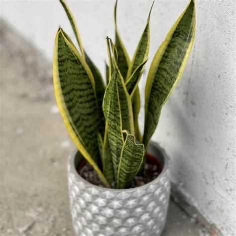 Sansevieria Odmiany I Uprawa W Ownicy Podlewanie Rozmna Anie