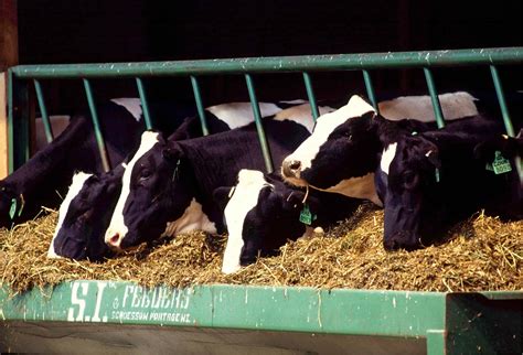 Understanding the Effects of Factory Farming | New Roots Institute
