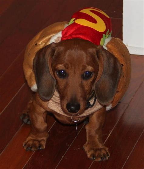 dachshund puppy   hot dog costume  cute hotdog costume puppy costume dachshund love