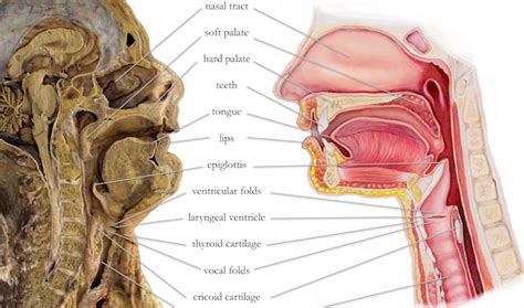 Explainer Why The Human Voice Is So Versatile