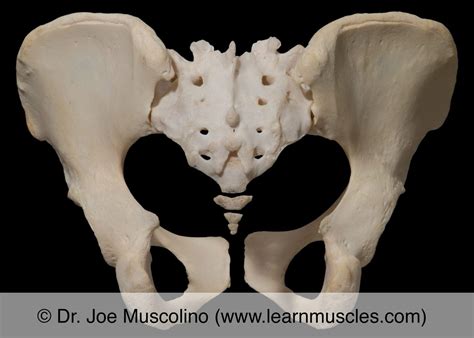 Pubic Symphysis Joint Learn Muscles