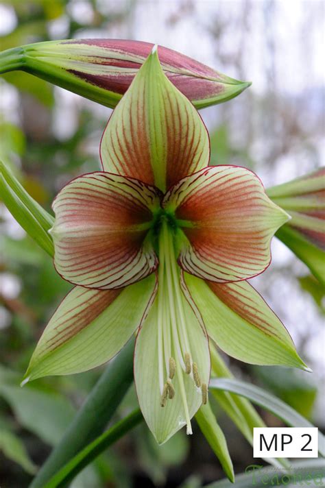 Hippeastrum papilio, Хипеаструм папилио, пеперуден амарилис. екзотична ...