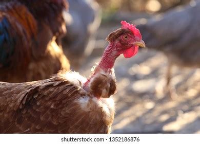 Naked Neck Chicken Images Stock Photos D Objects Vectors Shutterstock
