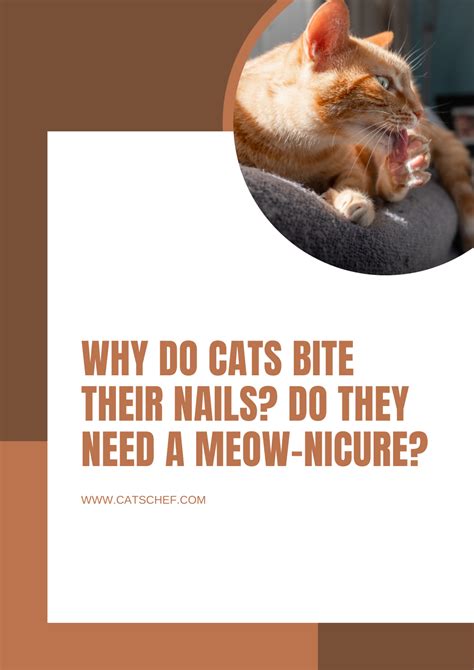 Why Do Cats Bite Their Nails? Do They Need A Meow-nicure?