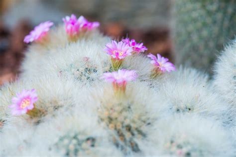 Flower Of Mammillaria Plumosa Stock Image Image Of Nature Pattern