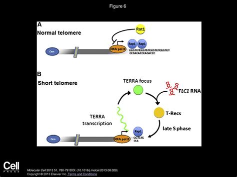 Telomeric Noncoding Rna Terra Is Induced By Telomere Shortening To