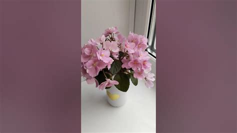 Фиалка Hunter's Touch of Class #фиалкацветет#цветениефиалки#минифиалки# ...