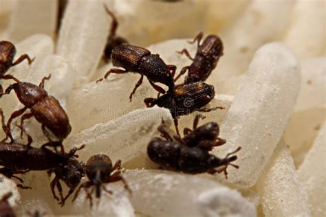 Close Up Of Adult Rice Weevils And X28sitophilus Oryzaeand X29 On Rice