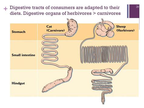 Ppt Chapter 14 Species Interactions Powerpoint Presentation Free Download Id5419244