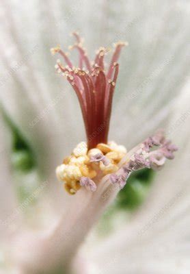 Sex Organs Of Musk Mallow Flower Stock Image B Science Photo Library