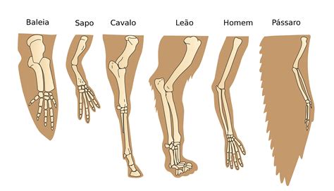 Evolução Das Plantas Briófitas Pteridófitas Gimnospermas Angiospermas