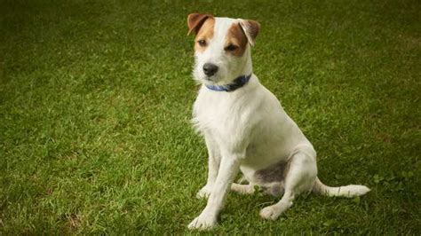 Jack Russell Terrier Vs Parson Russell Terrier Complete Breed Comparison