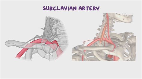 Deep Structures Of The Neck Root Of The Neck Video Osmosis