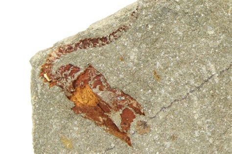 8 Ordovician Carpoid Fossil Ktaoua Formation Morocco 289217 For