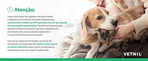 Adapta O Entre C Es E Gatos Dicas De Como Adaptar Os Seus Pets Da