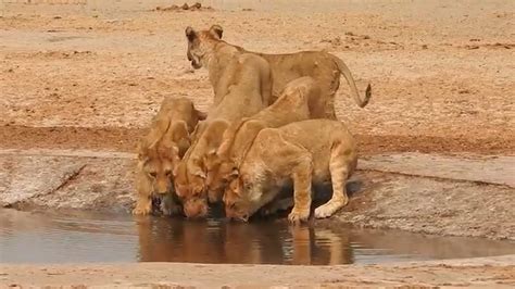 Marsh Lion Pride Cubs Drinking Savuti Botswana 12 December 2023 Youtube