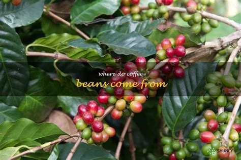 Tracing The Origins Of Coffee Beans A Journey Around The World Shuncy