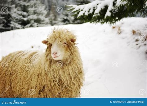 White Sheep In The Snow Royalty Free Stock Image - Image: 12248046