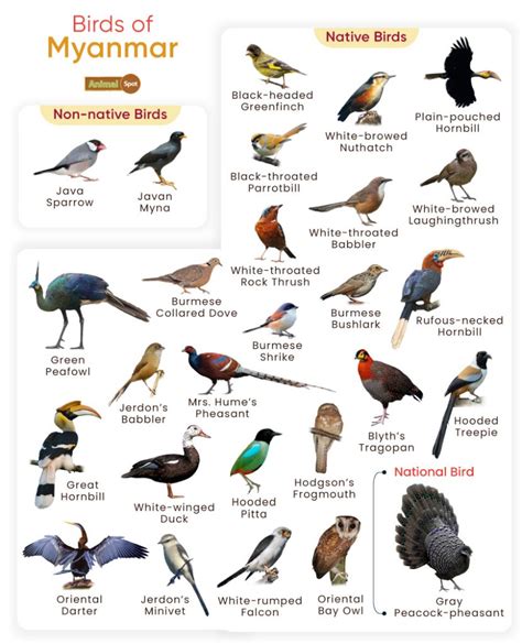 List Of Birds Found In Myanmar With Pictures