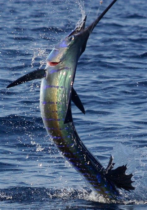 The 25+ best Marlin fishing ideas on Pinterest | Blue marlin, Deep sea ...