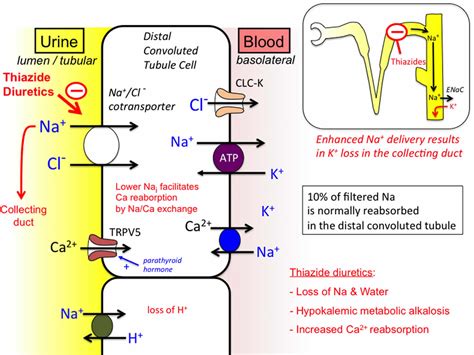 thiazide diuretics  list thiazide mechanism  action thiazide