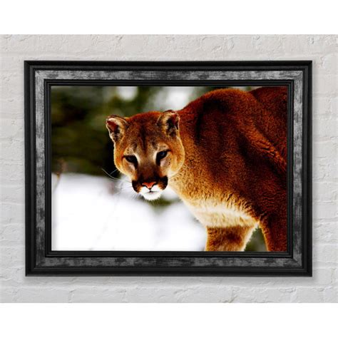 Bright Star Florida Panther Im Schnee Druck Wayfair De