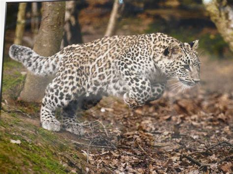 Кавказский барс - фото и картинки: 66 штук