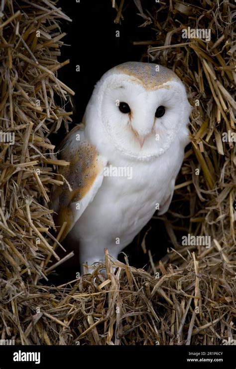 Common Barn Owl Tyto Alba Adult Standing On Straw Bale