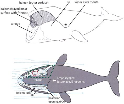 external  schematic dorsal cutaway views showing position