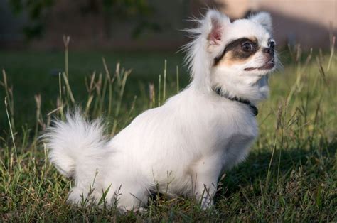 Top 5 Apple Head Chihuahua Breeders in the U.S.