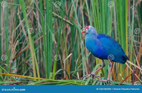 Purple Swamphen Bird Natural Nature Wallpaper India Stock Photo - Image ...