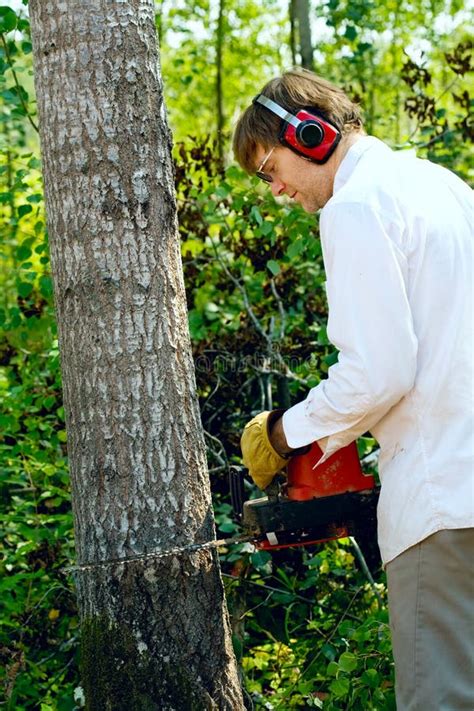 1037 Man Cutting Down Tree Stock Photos Free And Royalty Free Stock