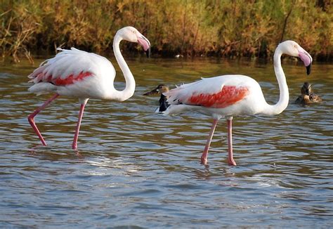Flamingo — Phoenicopterus | malamant