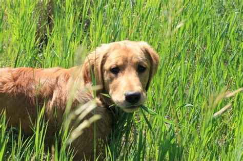 Why Does My Dog Eat Grass? – The Dogington Post