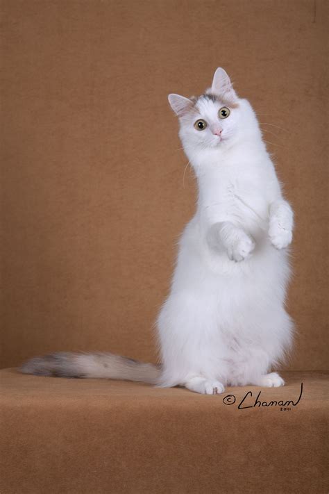 Breed Profile: The Turkish Van | Turkish van cats, Cat breeds, Turkish van