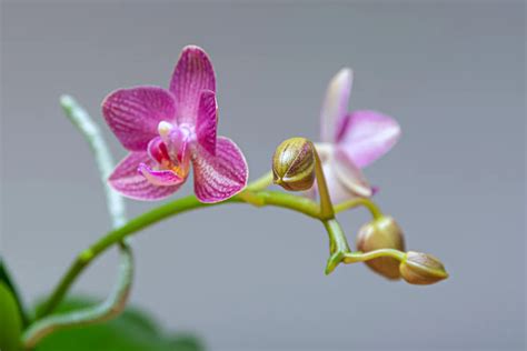 5 astuces pour faire refleurir votre orchidée voici comment faire