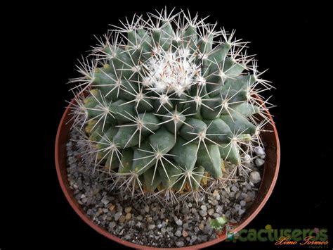 Mammillaria Heyderi Ssp Hemisphaerica