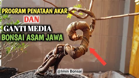 CARA GANTI MEDIA TANAM DAN PENATAAN AKAR BONSAI ASEM JAWA IMBO 26