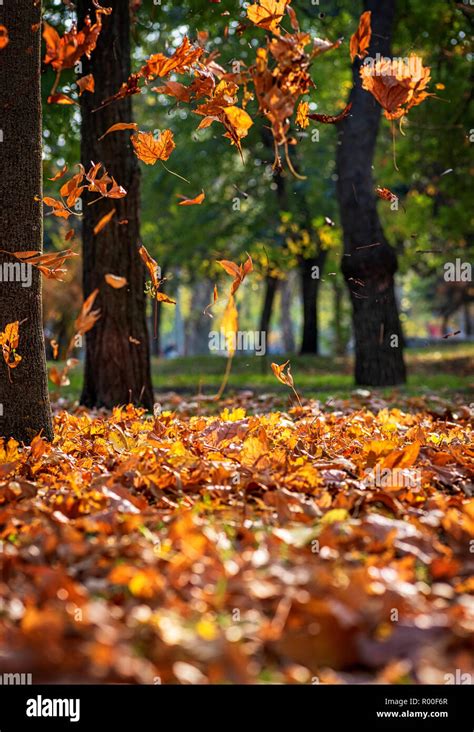 falling dry maple leaves  autumn park ukraine stock photo alamy