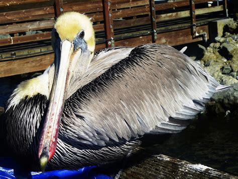 Brown Pelican Project Noah