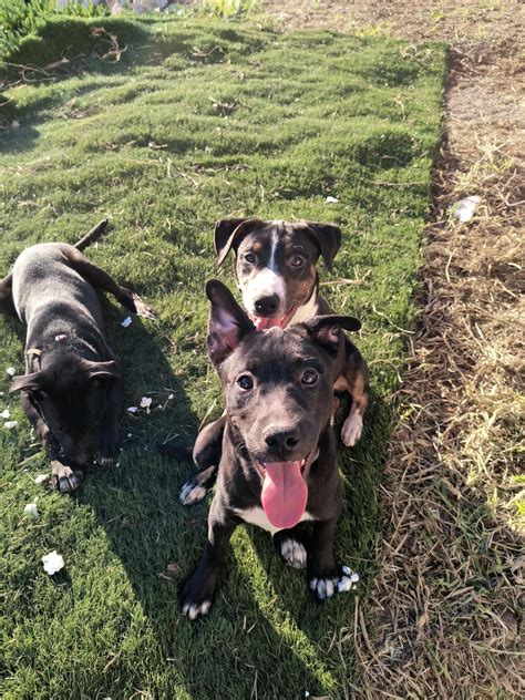Pitsky Puppies for Free in San Diego, CA | For Sale & Free — Nextdoor