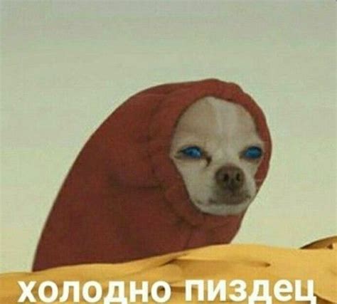 Пёсик в красном худи