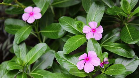 Vinca Gosta De Sol Ou Sombra - Significado da flor Vinca e guia completo de cuidados