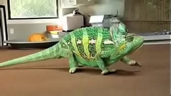 VID 20150428 WA0013 XVIDEOS